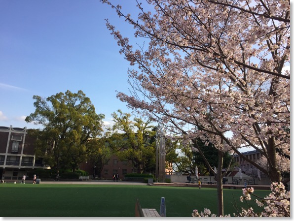 cherryblossoms